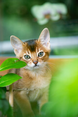 Abessinier Kitten auf dem Balkon