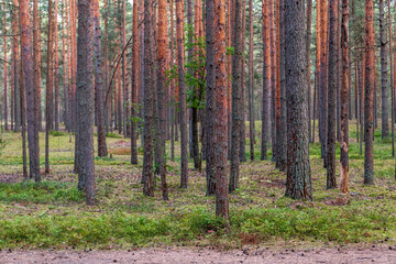 Beautiful spring pine forest with paths.