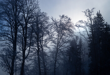 Fototapeta na wymiar eindrückliche Winterlandschaft, Nebel und Sonne im Gegenlicht, Baumstrukturen