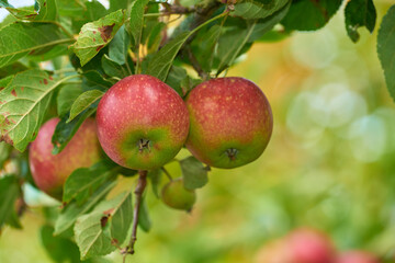 Apple, tree and fruits closeup with leaves outdoor in farm, garden or orchard for agriculture or nature. Organic, food and farming in summer with sustainability for healthy environment and plants