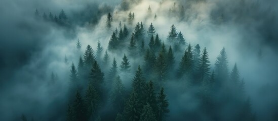 A foggy forest dominated by numerous pine trees, creating a mystical and atmospheric ambiance. - obrazy, fototapety, plakaty