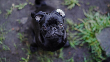 Schwarzer Mops Hundewelpe mit umgeklapptem Ohr macht sitz auf der Wiese im Garten