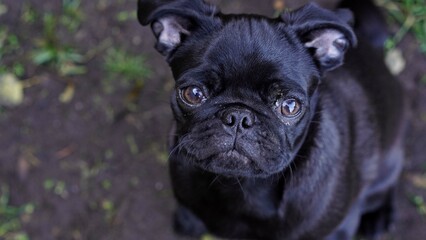 Portrait schwarzer Mops Hundewelpe im Garten