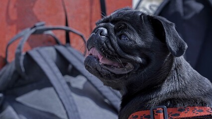 Schwarzer Mops Hundewelpe Portrait