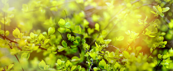 Spring leaves, young spring leaves in morning lit by sunlight, spring nature concept, soft and selective focus on leaves, beautiful nature in springtime - 749437456