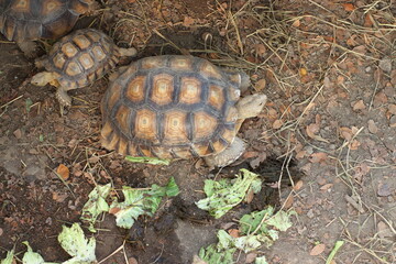 Sulcata on the ground, TOP View.