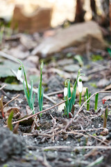 White snowdrops in the garden in spring