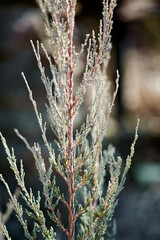 Rocky juniper plant branch after winter on a summer cottage, close-up photo