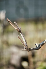 Dry branch of grapes close-up after winter