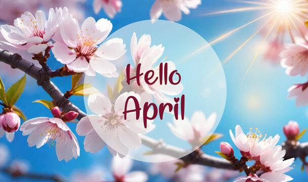 Hello April greeting card with sakura or cherry tree blossoms on a blue sky background.Springtime concept.Selective focus.