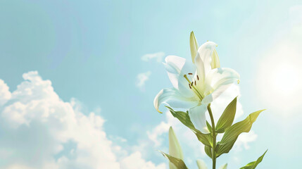 Fototapeta na wymiar white flowers lilies with white silk ribbon on blue sky background