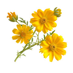 Bright Yellow Marigold Flowers Isolated

