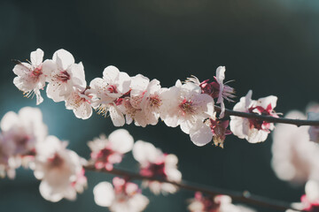 日本の庭園に咲く美しい梅の花 - obrazy, fototapety, plakaty