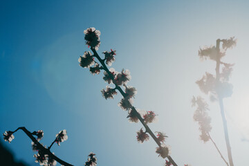 日本の庭園に咲く美しい梅の花