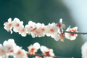 日本の庭園に咲く美しい梅の花