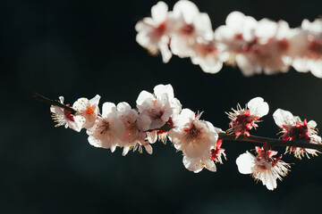 日本の庭園に咲く美しい梅の花