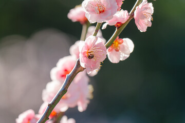 日本の庭園に咲く美しい梅の花