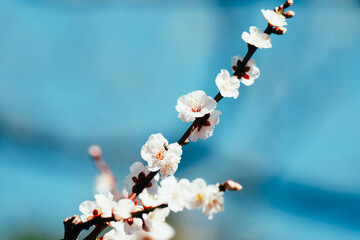 日本の庭園に咲く美しい梅の花