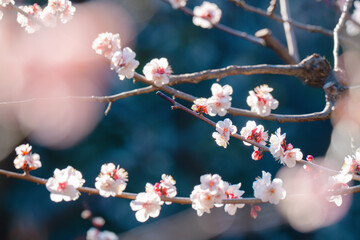 日本の庭園に咲く美しい梅の花