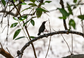 gray sunbird in natural conditions on the Seychelles islands