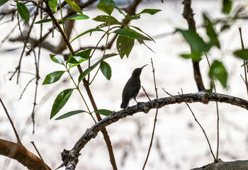 gray sunbird in natural conditions on the Seychelles islands