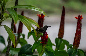 gray sunbird in natural conditions on the Seychelles islands
