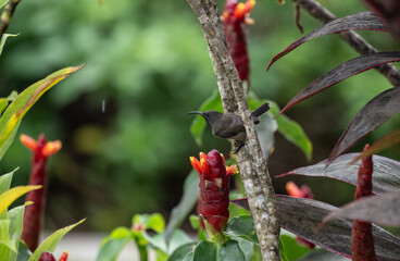 gray sunbird in natural conditions on the Seychelles islands