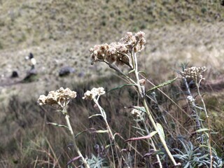 White flowers of Edelweiss Helichrysum arenarium in the mountain.