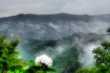 白紫陽花と雨上がりの吉野山