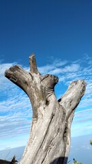 Dry tree trunk with blue sky and white clouds in the background