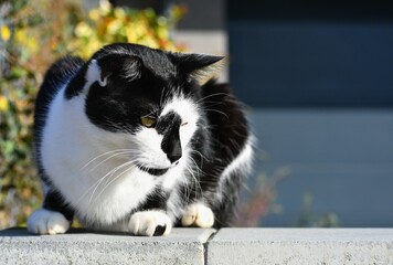 Cat Sitting Wall Animal Rests Sun Natural Blurred Background