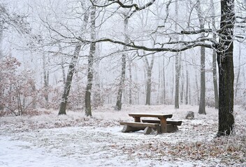 Snowy Trees Forest With Bench Table Rest Beautiful Concept Winter Nature Forest