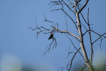 blue Seychelles pigeon in natural conditions on the Seychelles islands