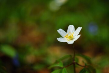 Spring White Flowers Grass Anemone Isopyrum Thalictroides