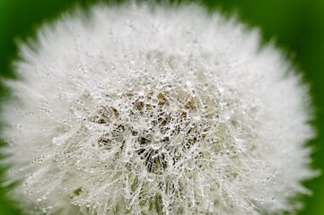 Closeup Macro Shot Dandelion With Dew Drops Natural Colorful Background