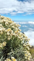 White flowers of Edelweiss Helichrysum arenarium in the mountain.