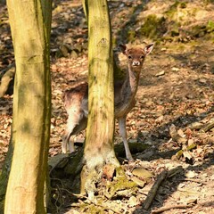 Animal Nature Deer Woods Sunset