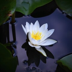Beautiful Blooming Flower White Water Lily Pond Nymphaea Alba Natural Colored Blurred Backgroundxdxanature