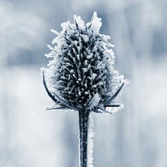 Frozen Onopordum Acanthium Beautiful Winter Seasonal Natural Background