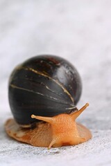 African Snail Beautiful Detail Terrestrial Snail Terrarium Animalxdxaachatina Achatina