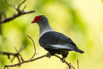 blue Seychelles pigeon in natural conditions on the Seychelles islands