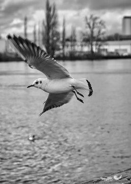 seagull in flight: black and white picture