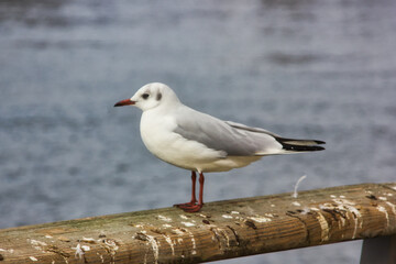 Isolated seagull on the pier, on a winter day: close up