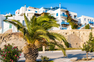 Traditional apartment buildings in Adamas port with palm tree in foreground, Milos island, Cyclades, Greece