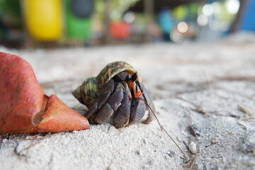 Hermit crab on the beach in Thailand. Selective focus.