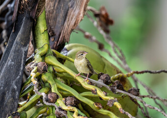 gray flycatcher in natural conditions on the Seychelles islands