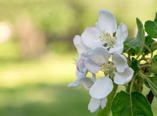 Blooming apple tree branch in the spring garden.