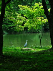 森の中のシラサギ