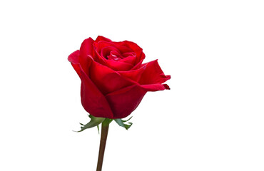 red rose on a white background