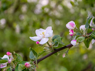 blossoming branch of an apple tree close-up